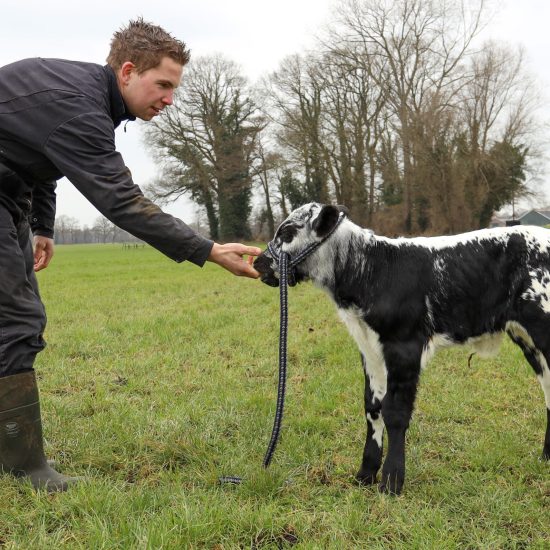 Harper kalf familie Elbert
